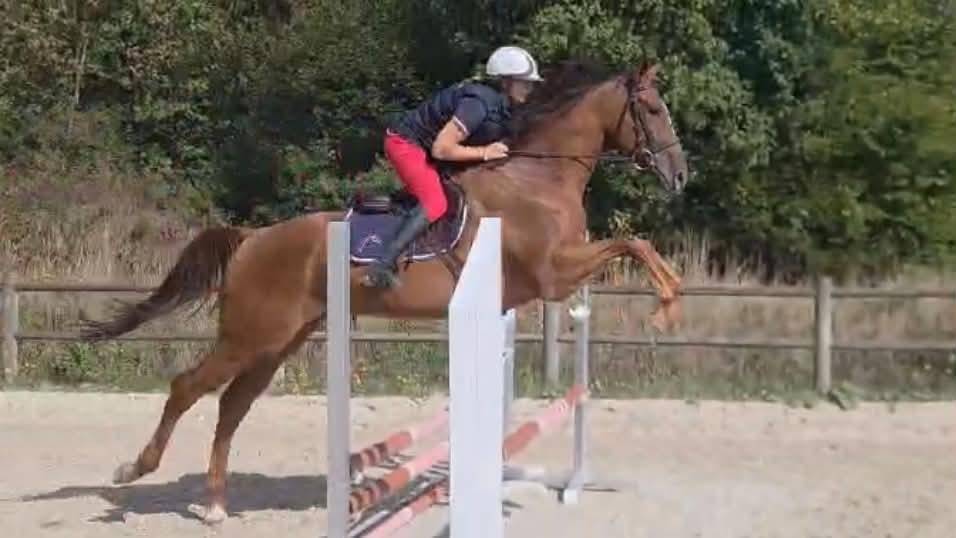 Caballo castrado Pura Sangre En venta 2022 Alaz&aacute;n