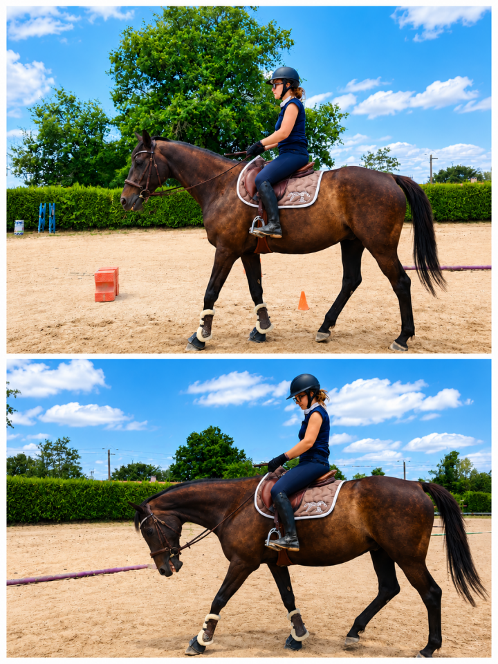 Caballo castrado AQPS En venta 2013 Alaz&aacute;n tostado