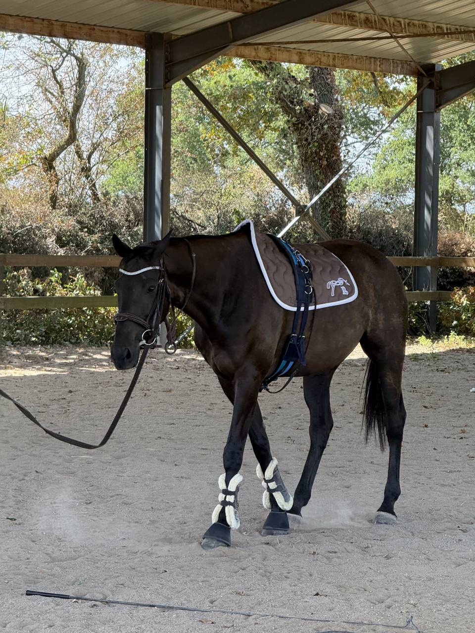Caballo castrado AQPS En venta 2013 Alaz&aacute;n tostado