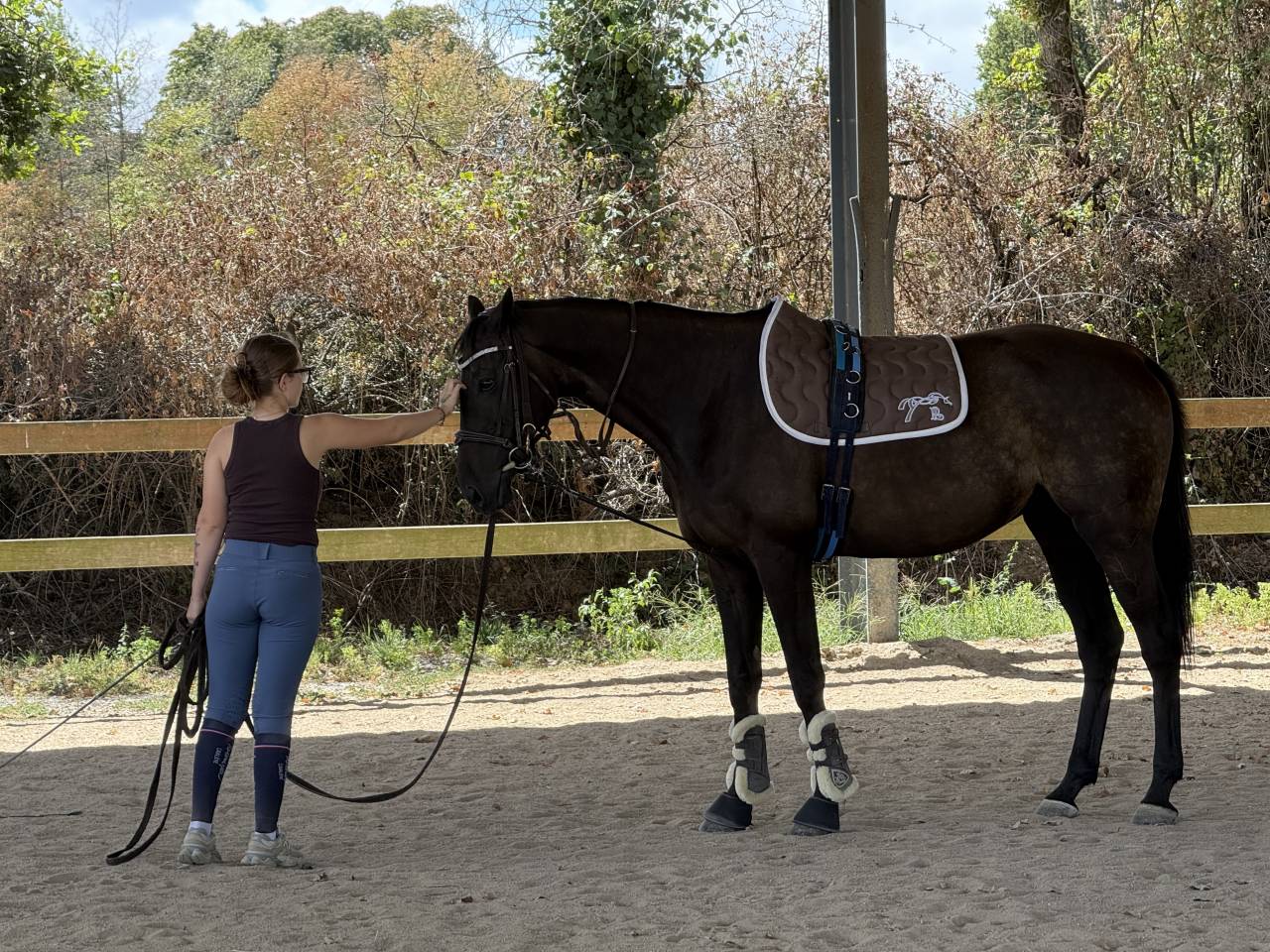 Caballo castrado AQPS En venta 2013 Alaz&aacute;n tostado