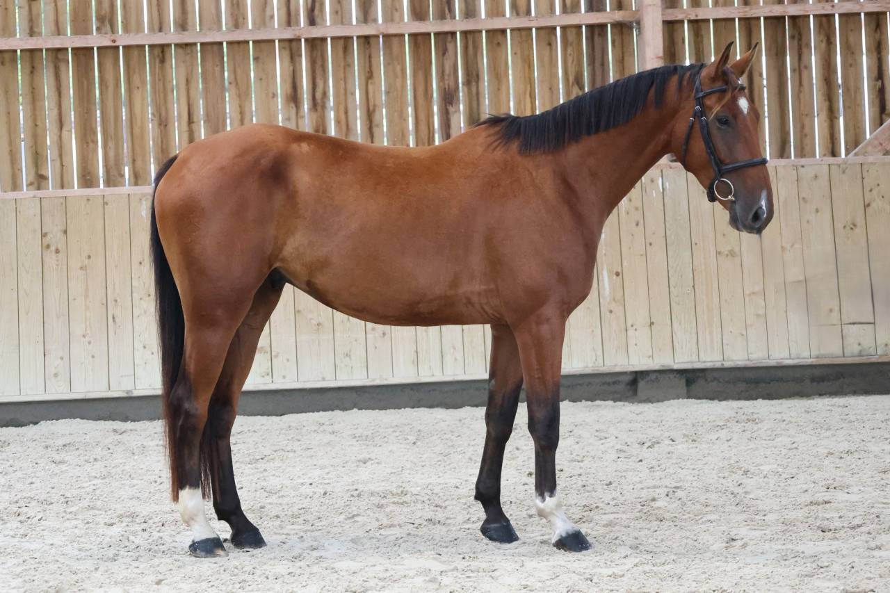 Caballo castrado Silla Franc&eacute;s En venta 2022 Bayo por CHACGRANO