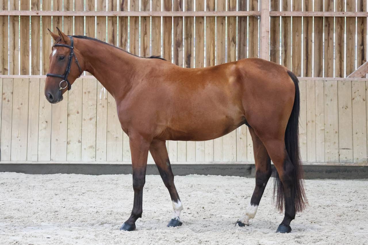 Caballo castrado Silla Franc&eacute;s En venta 2022 Bayo por CHACGRANO