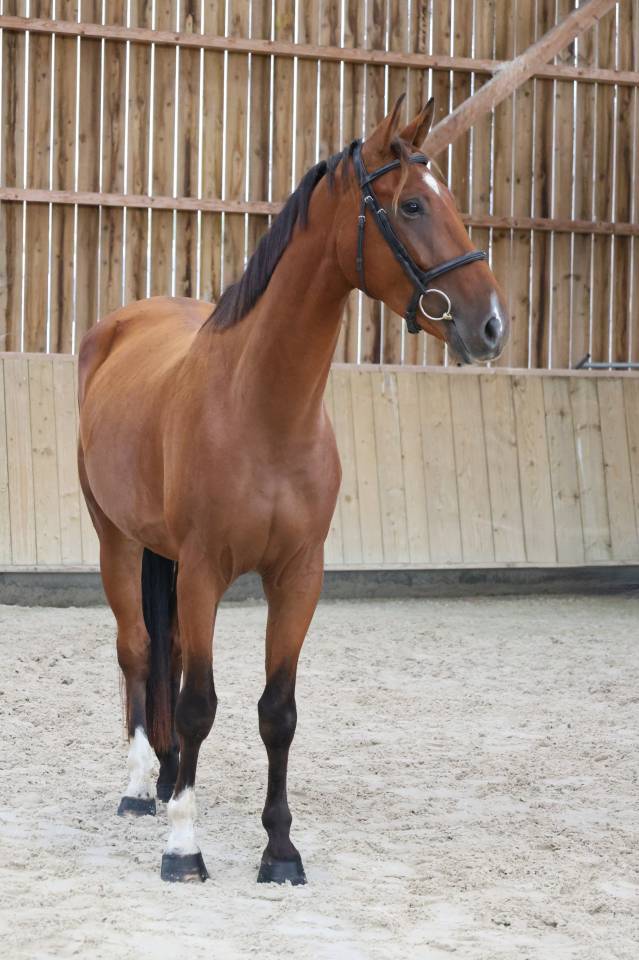 Caballo castrado Silla Franc&eacute;s En venta 2022 Bayo por CHACGRANO