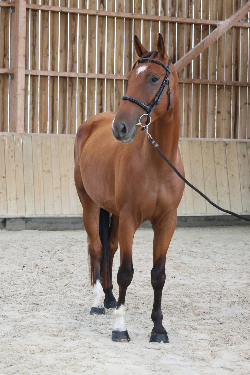 Caballo castrado Silla Franc&eacute;s En venta 2022 Bayo por CHACGRANO