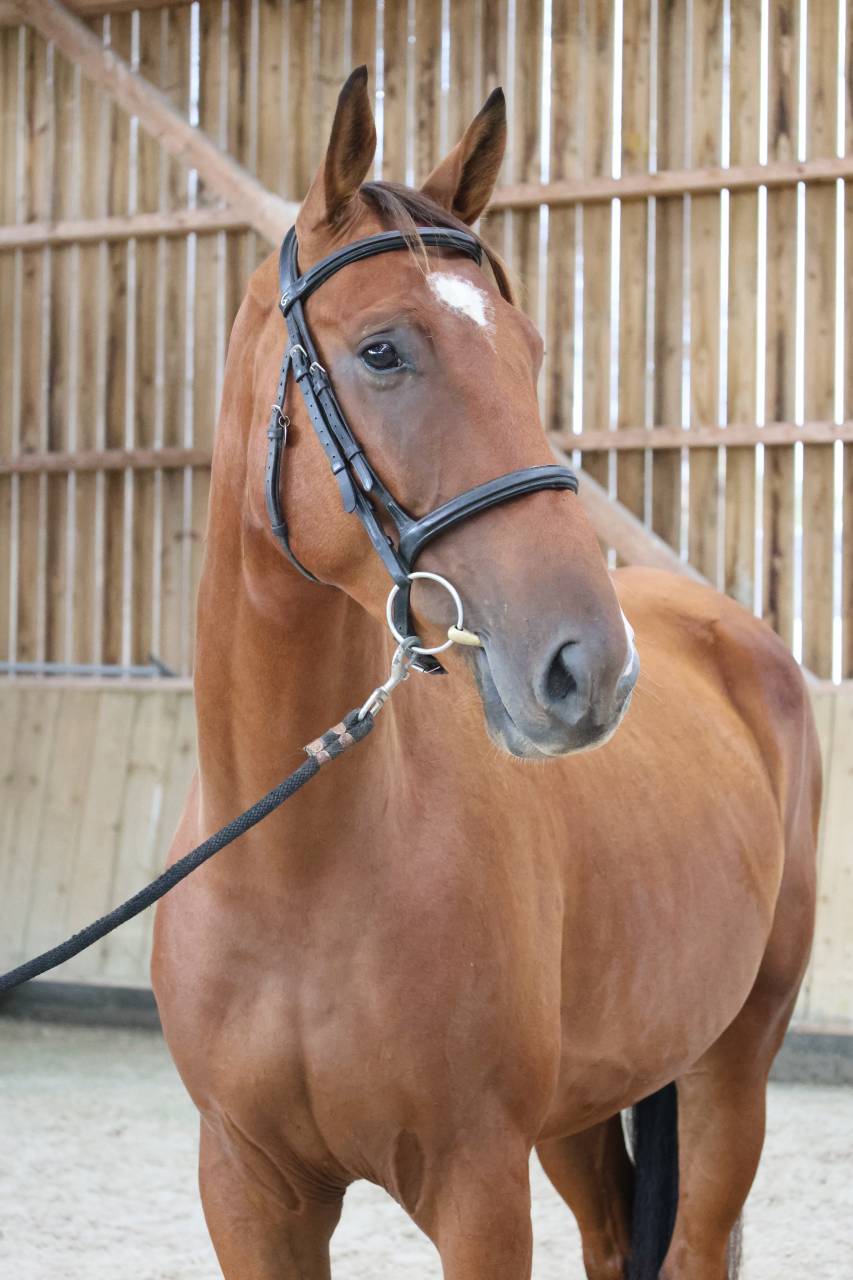 Caballo castrado Silla Franc&eacute;s En venta 2022 Bayo por CHACGRANO