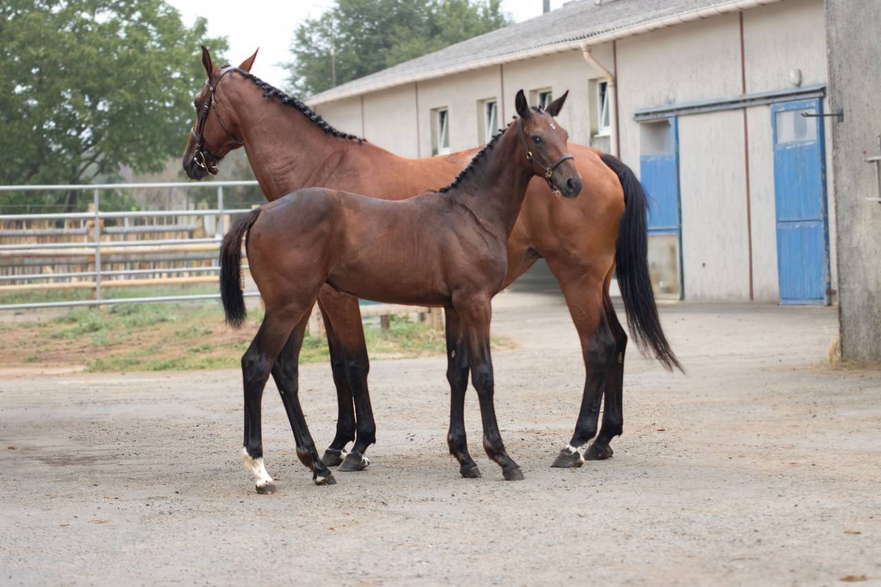 Potranca Silla Franc&eacute;s En venta 2026 Bayo por Hitchcock Bois Margot