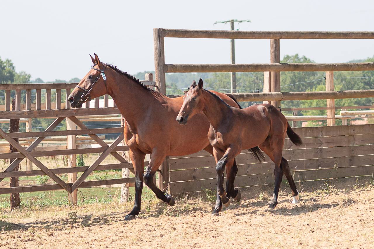 Potranca Silla Franc&eacute;s En venta 2026 Bayo por Hitchcock Bois Margot