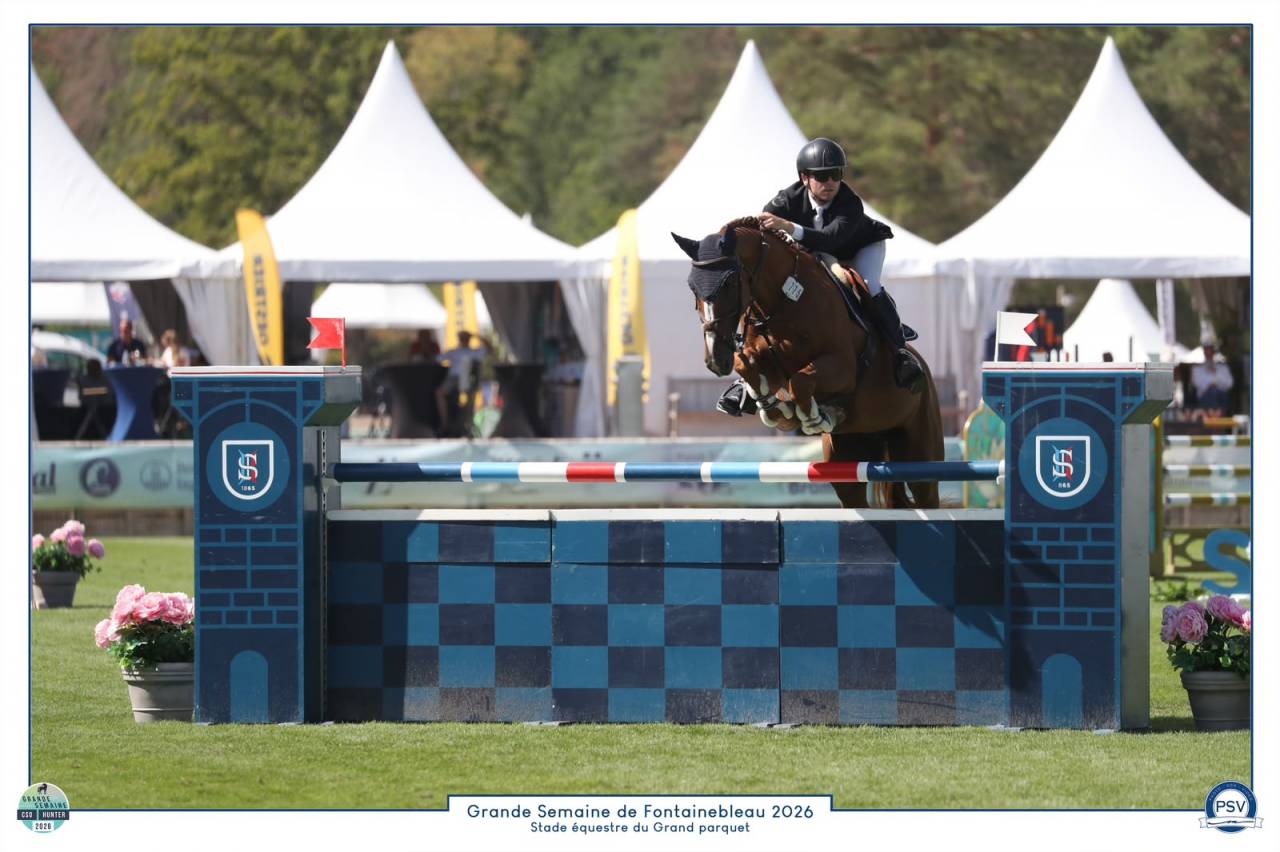 Caballo castrado Silla Franc&eacute;s En venta 2020 Alaz&aacute;n por MYLORD CARTHAGO