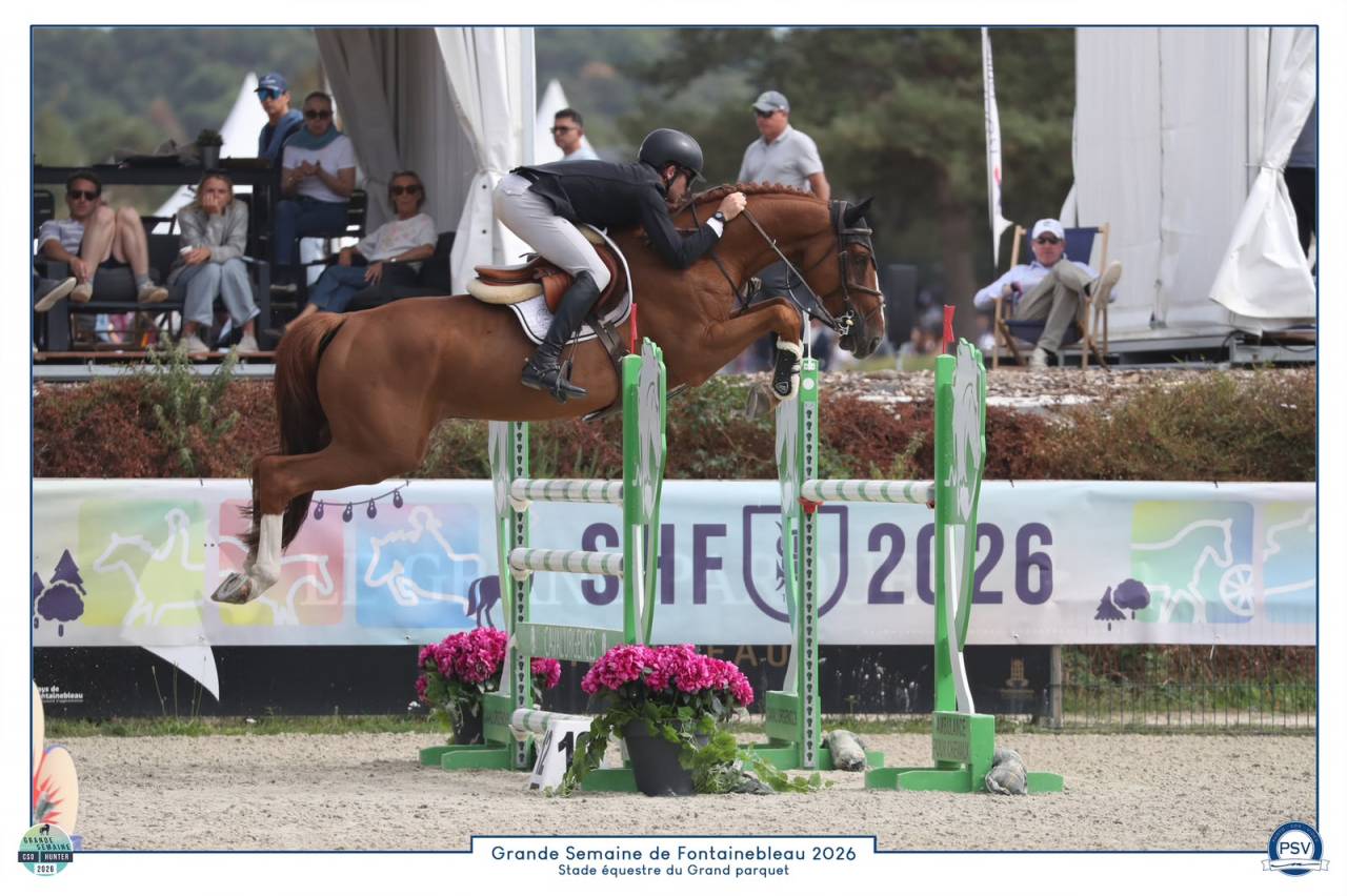 Caballo castrado Silla Franc&eacute;s En venta 2020 Alaz&aacute;n por MYLORD CARTHAGO