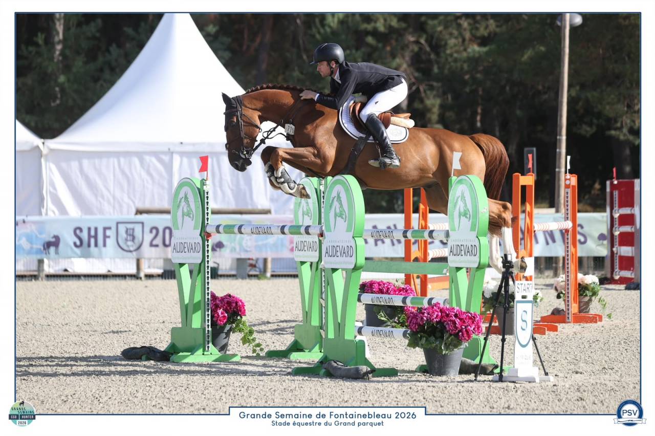 Caballo castrado Silla Franc&eacute;s En venta 2020 Alaz&aacute;n por MYLORD CARTHAGO