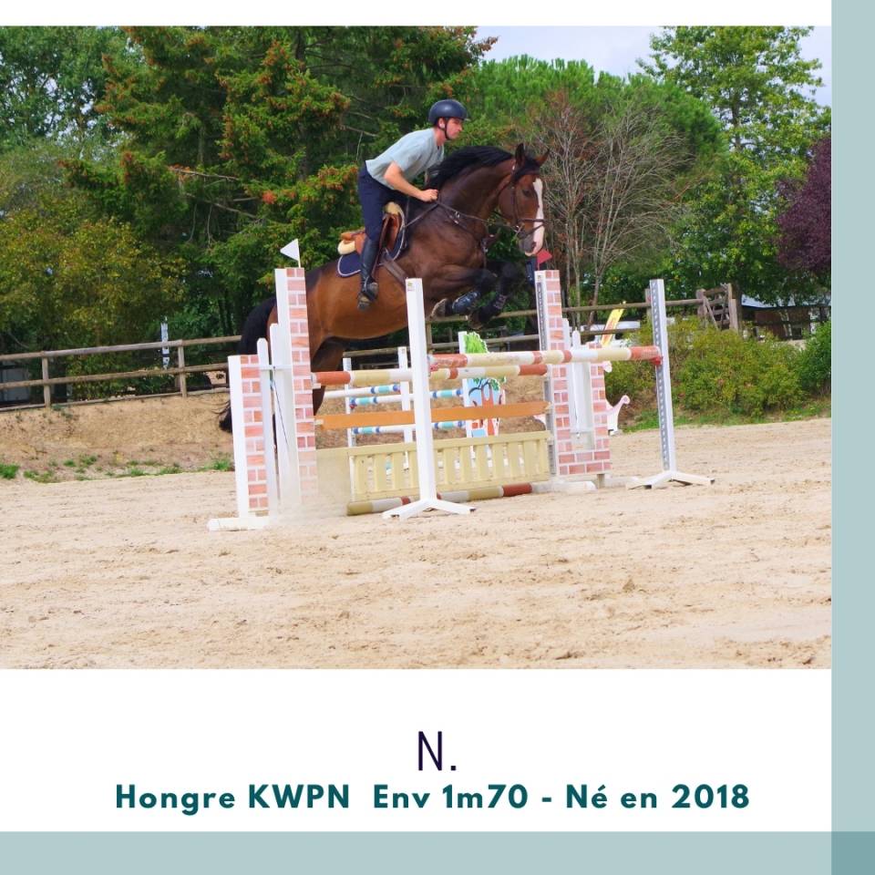 Caballo castrado KWPN Caballo de Deporte Neerland&eacute;s En venta 2018 Bayo moreno