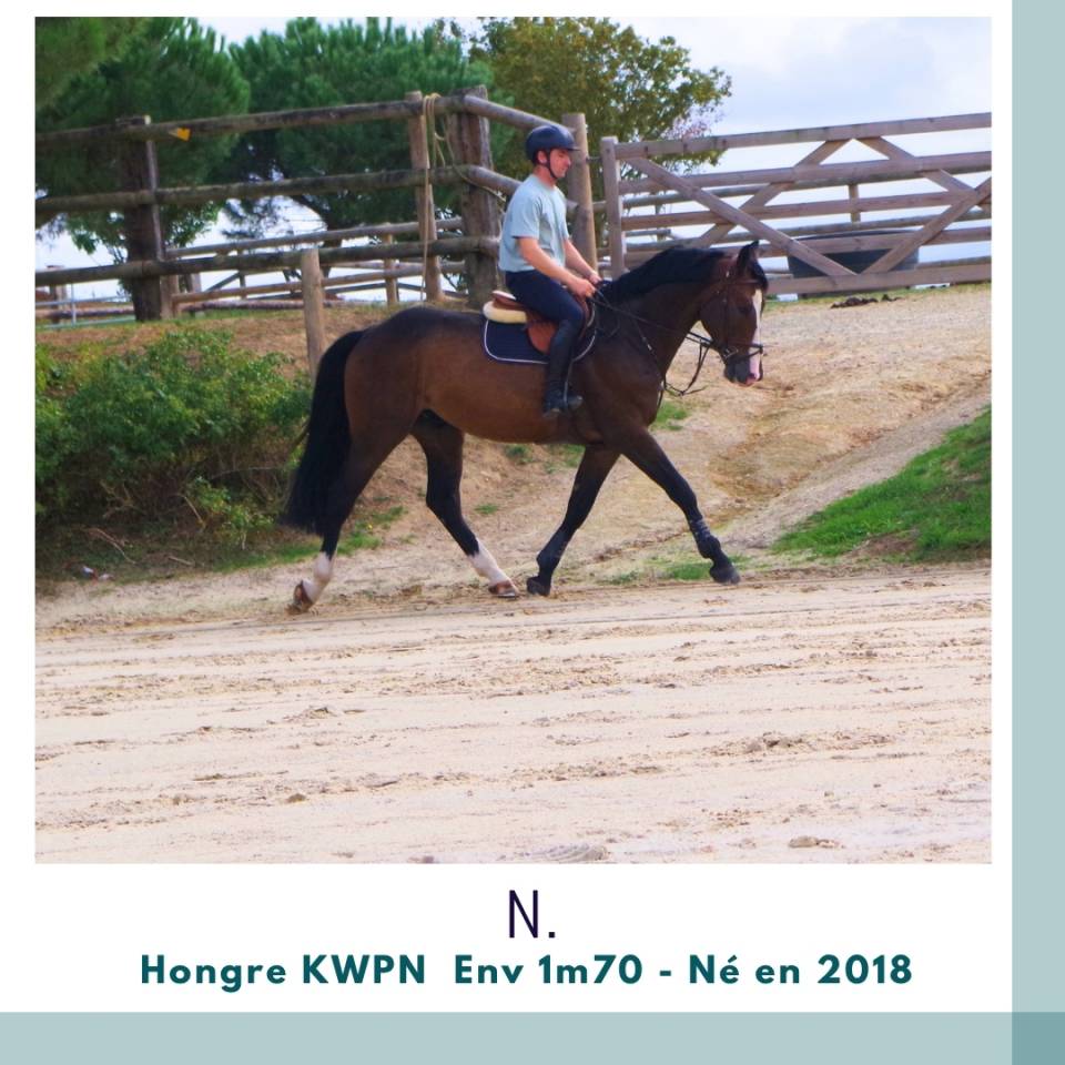 Caballo castrado KWPN Caballo de Deporte Neerland&eacute;s En venta 2018 Bayo moreno