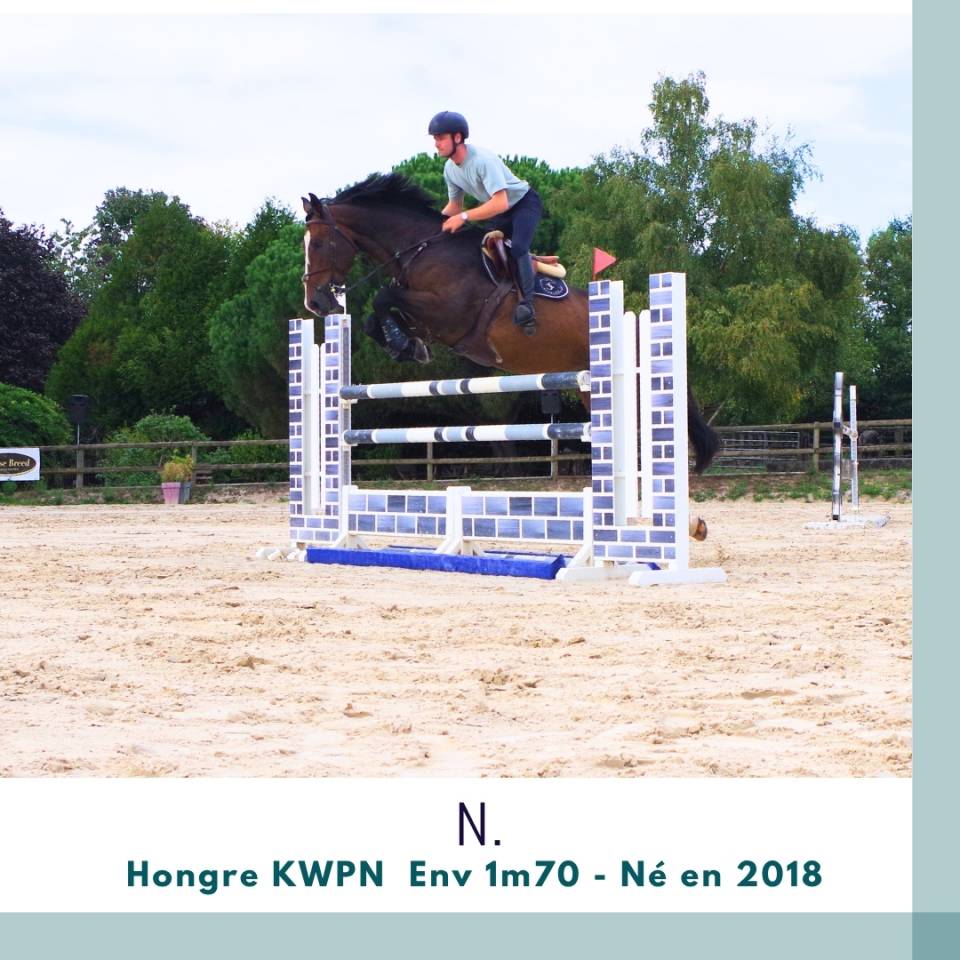 Caballo castrado KWPN Caballo de Deporte Neerland&eacute;s En venta 2018 Bayo moreno
