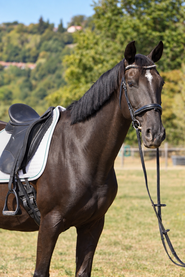 Yegua KWPN Caballo de Deporte Neerland&eacute;s En venta 2015 Negro