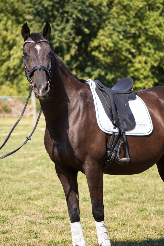 Yegua KWPN Caballo de Deporte Neerland&eacute;s En venta 2015 Negro