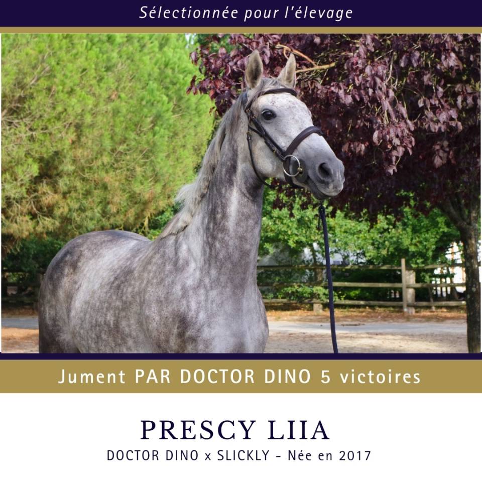 Yegua Pura Sangre En venta 2017 Tordo por Doctor Dino
