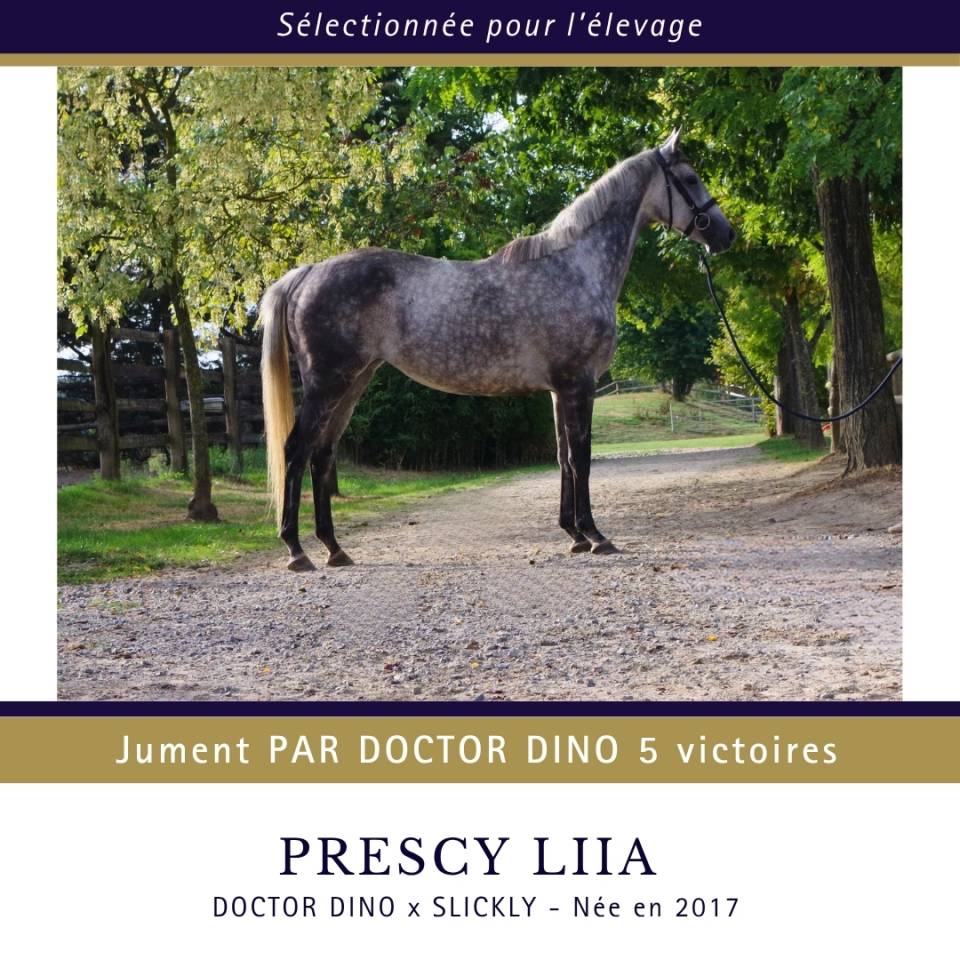 Yegua Pura Sangre En venta 2017 Tordo por Doctor Dino