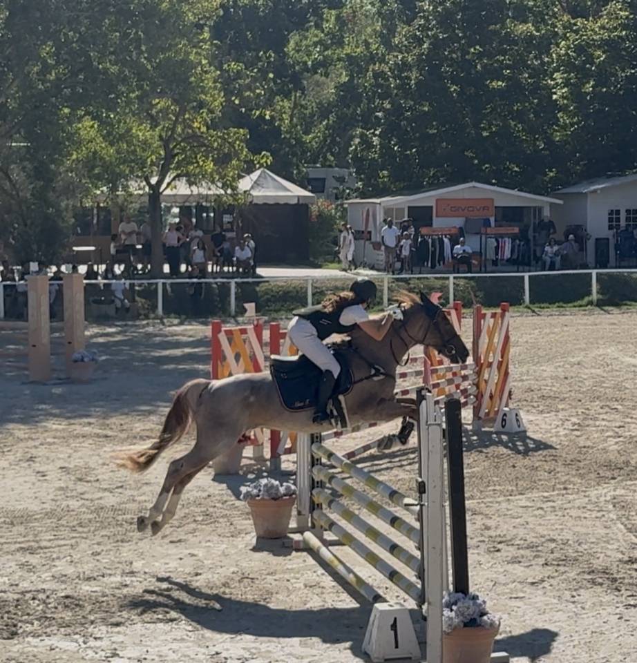 Caballo castrado Poni de Silla Ingl&eacute;s En venta 2017 Roano