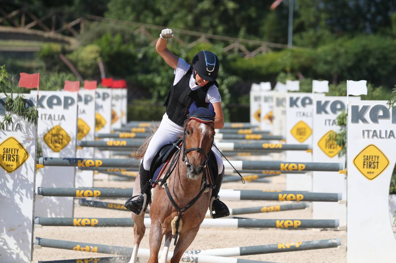 Caballo castrado Poni de Silla Ingl&eacute;s En venta 2017 Roano