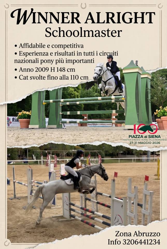 Yegua Welsh Poni (Secci&oacute;n D), Welsh Cob  En venta 2009 Tordo