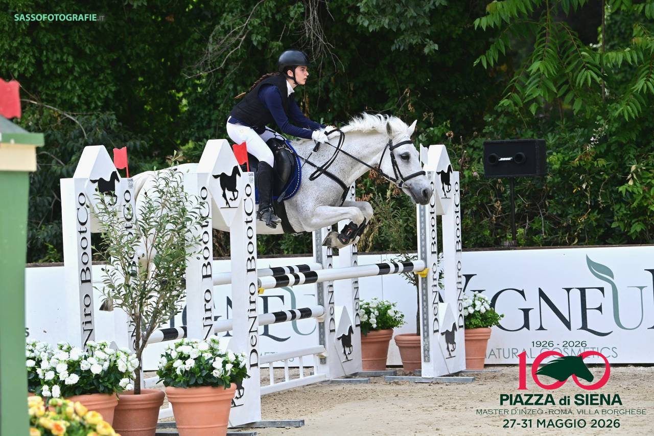 Yegua Welsh Poni (Secci&oacute;n D), Welsh Cob  En venta 2009 Tordo
