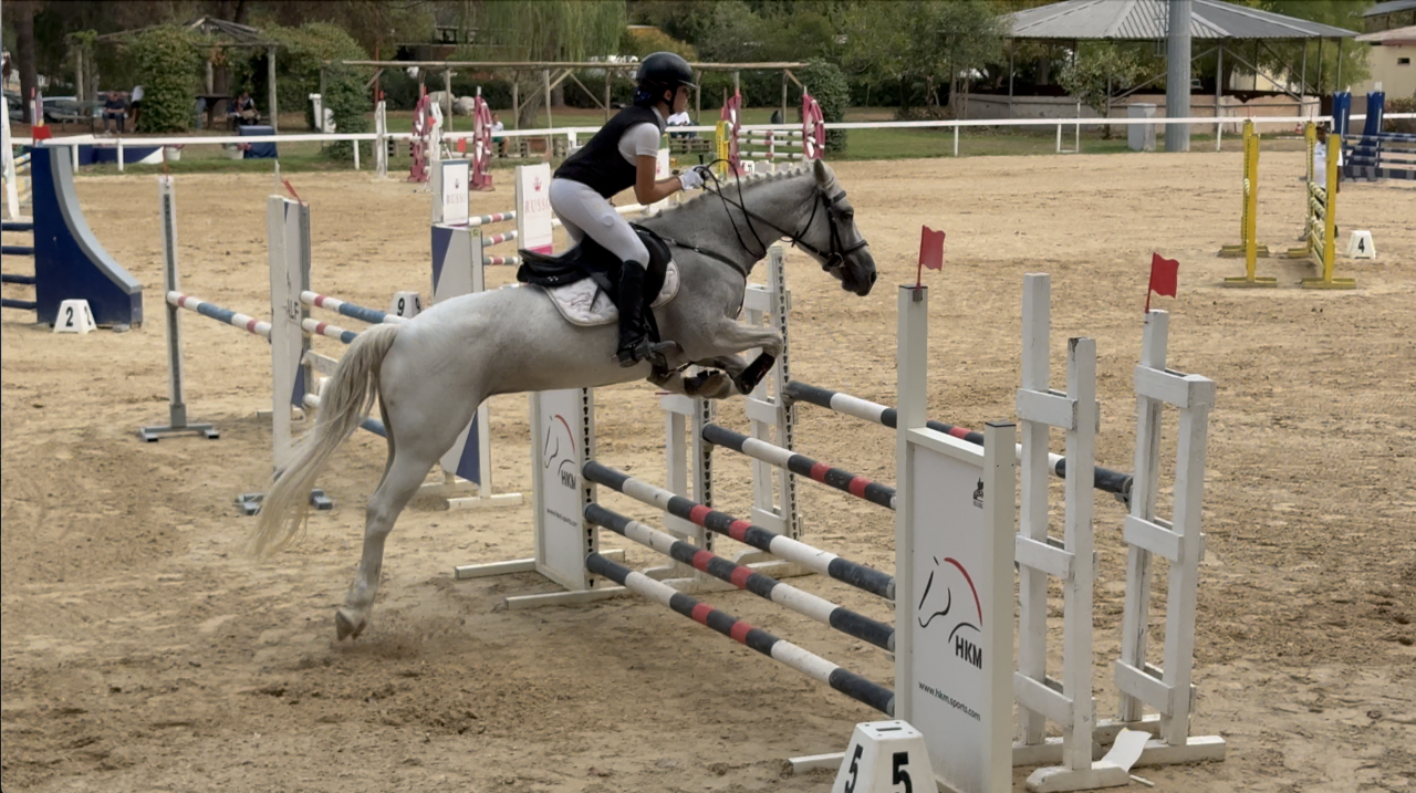 Yegua Welsh Poni (Secci&oacute;n D), Welsh Cob  En venta 2009 Tordo