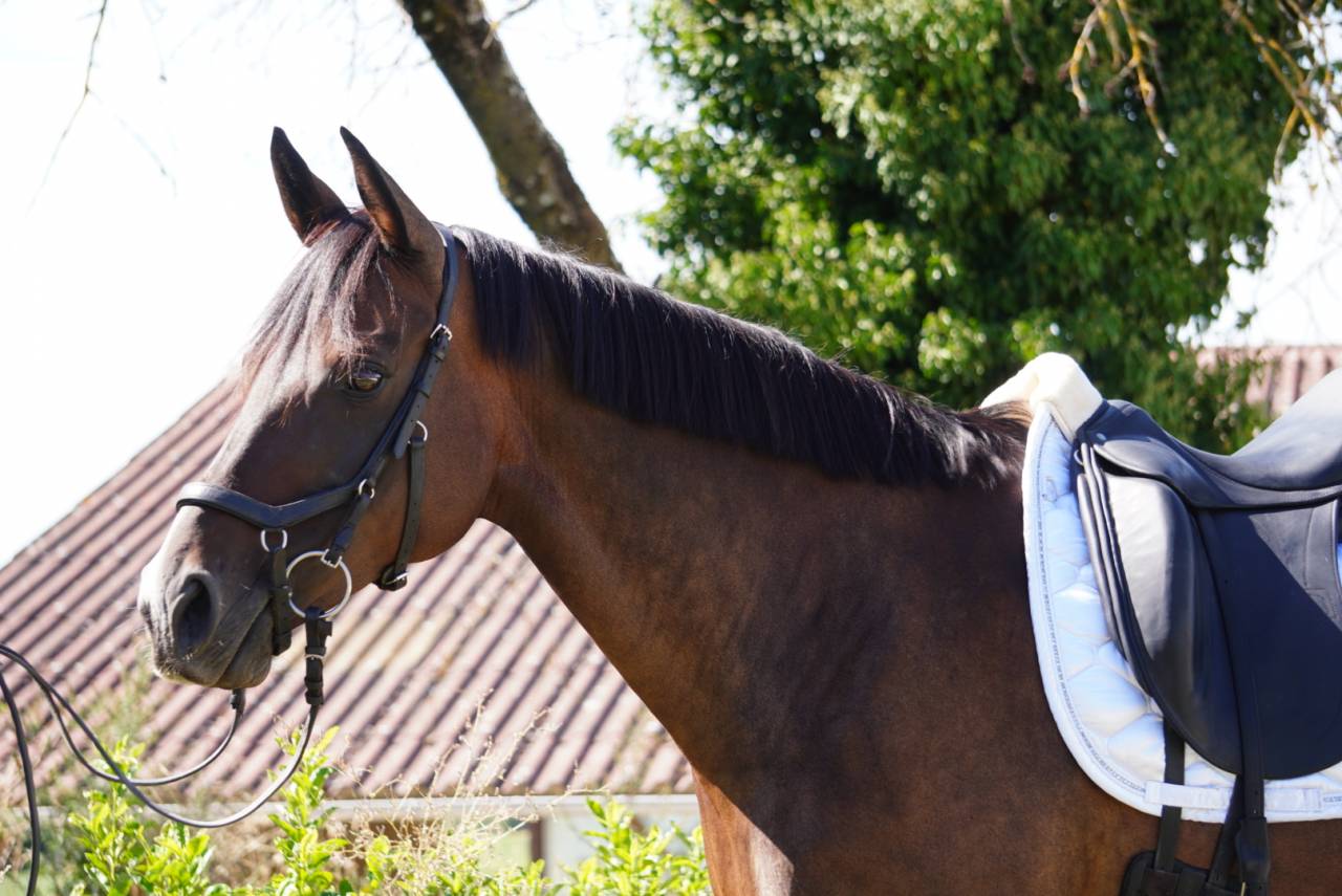Yegua Silla Franc&eacute;s En venta 2014 Bayo moreno