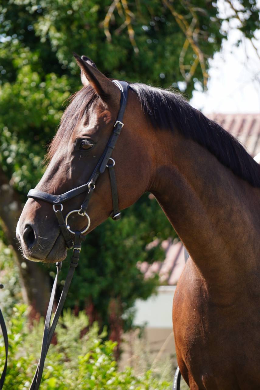Yegua Silla Franc&eacute;s En venta 2014 Bayo moreno