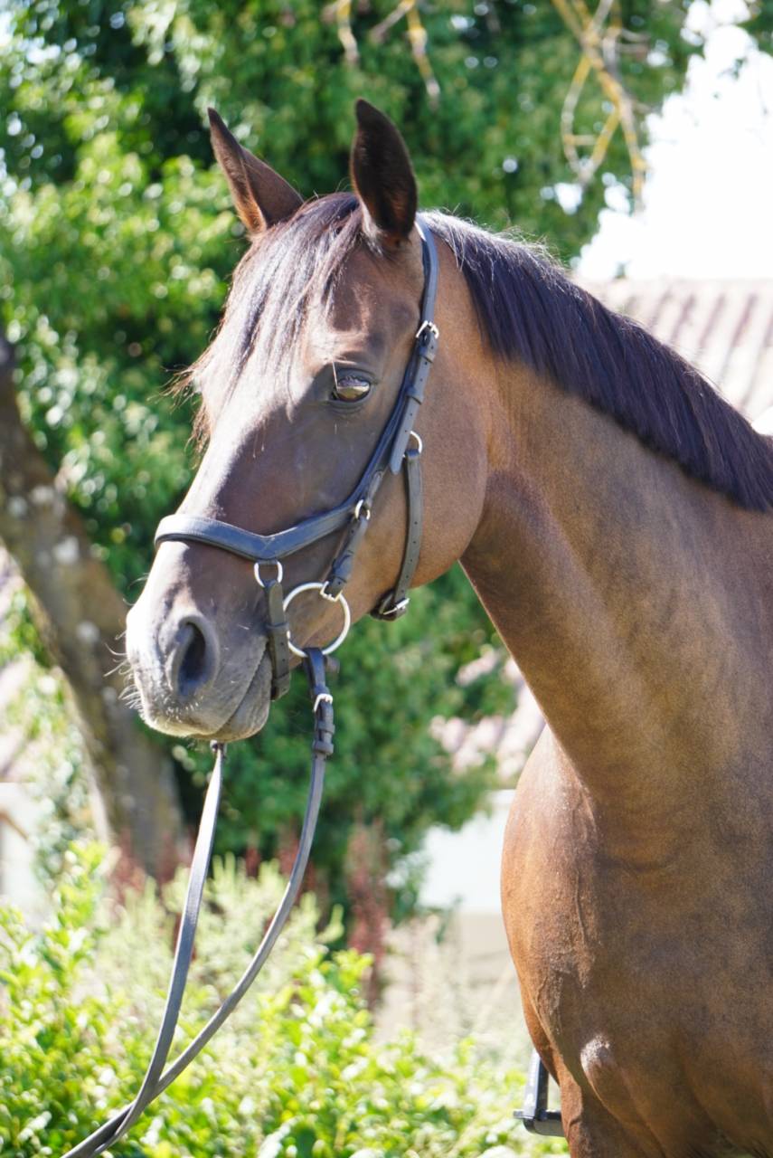 Yegua Silla Franc&eacute;s En venta 2014 Bayo moreno
