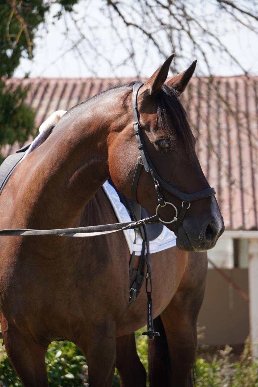 Yegua Silla Franc&eacute;s En venta 2014 Bayo moreno