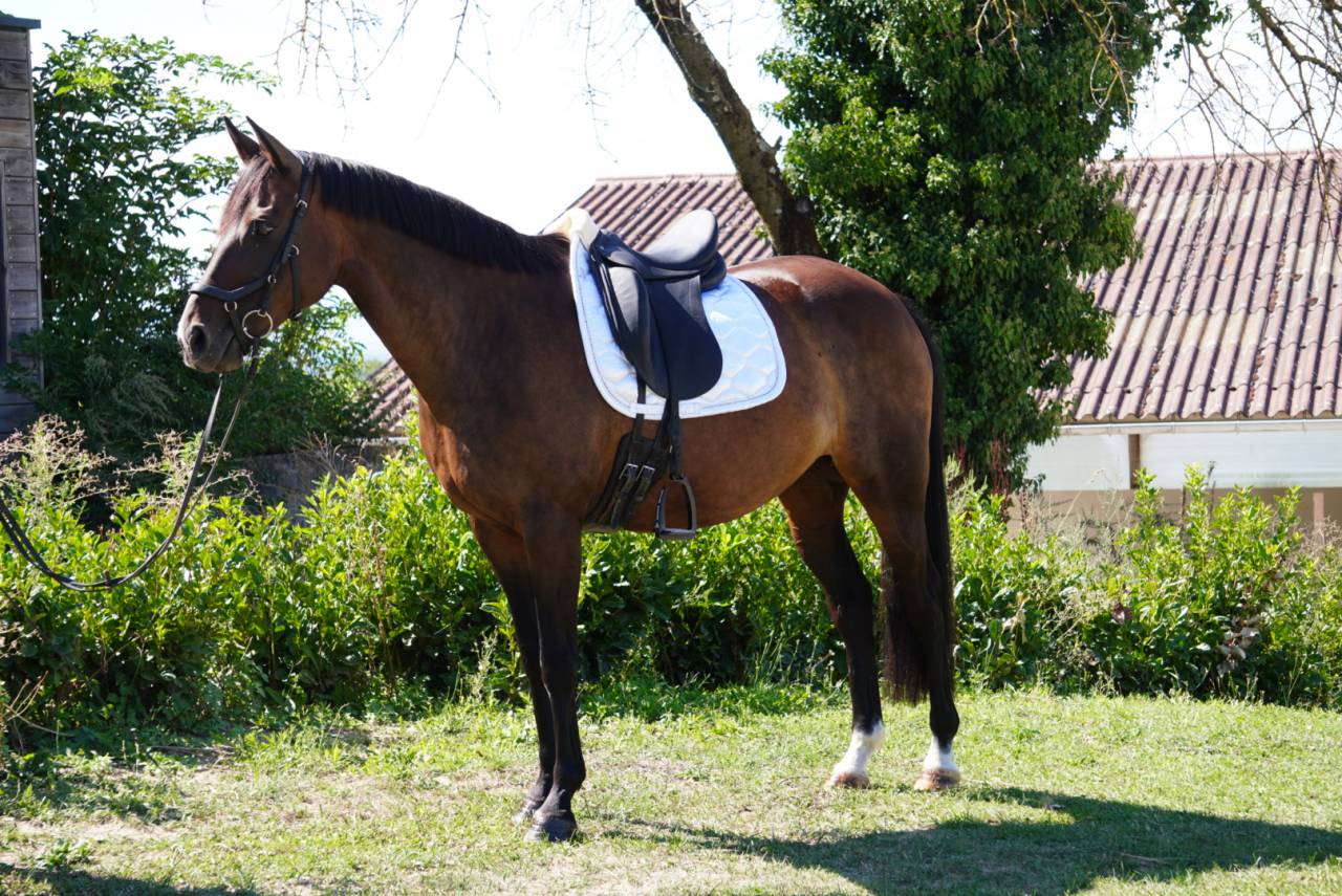 Yegua Silla Franc&eacute;s En venta 2014 Bayo moreno