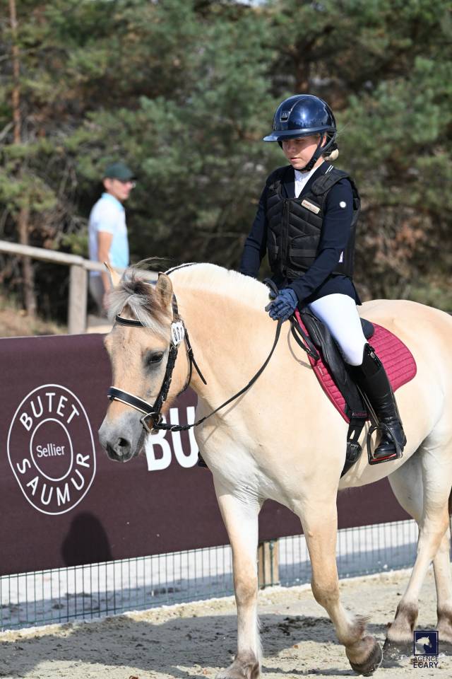 Caballo castrado Fjord En venta 2023 Isabelo
