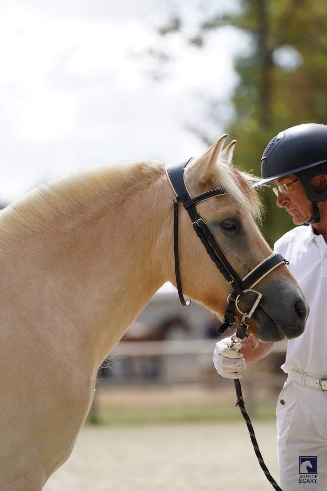 Caballo castrado Fjord En venta 2023 Isabelo