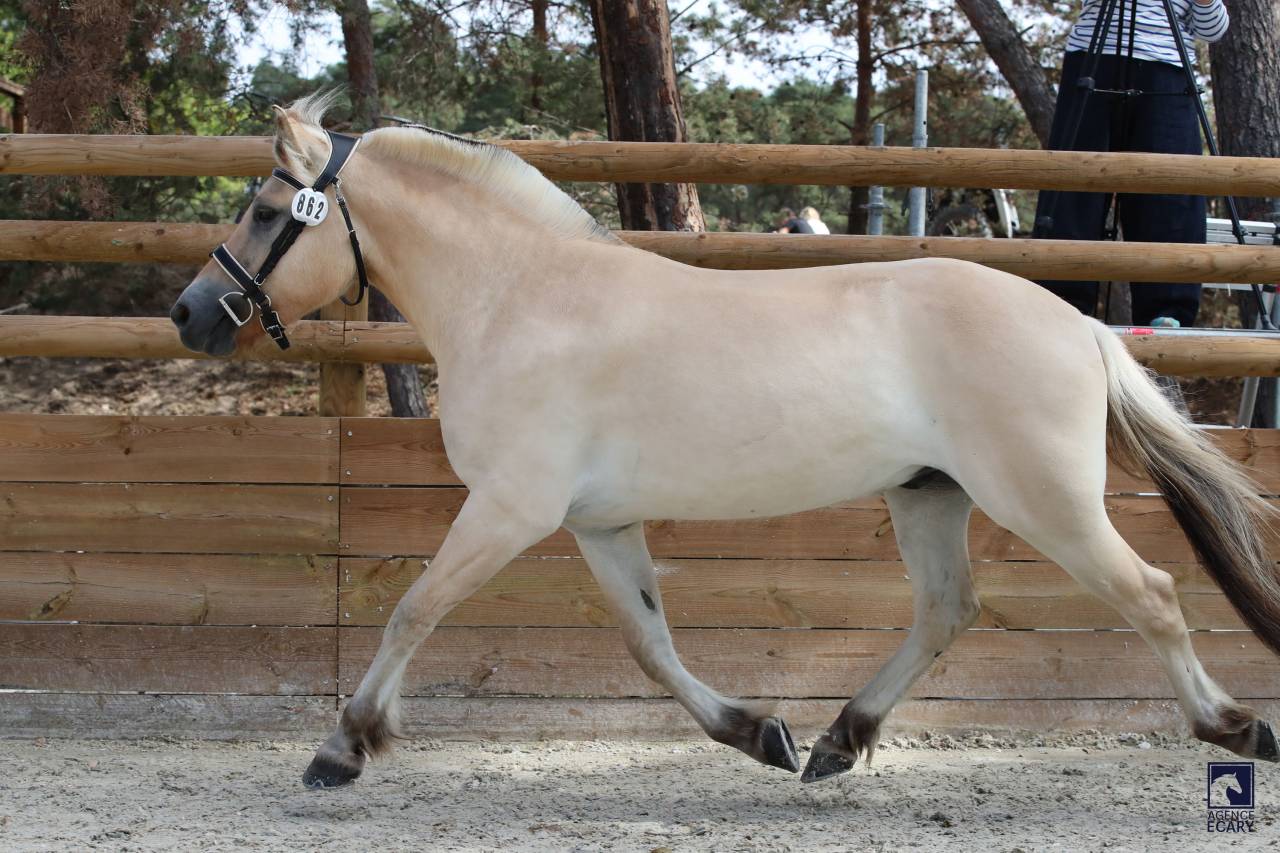 Caballo castrado Fjord En venta 2023 Isabelo