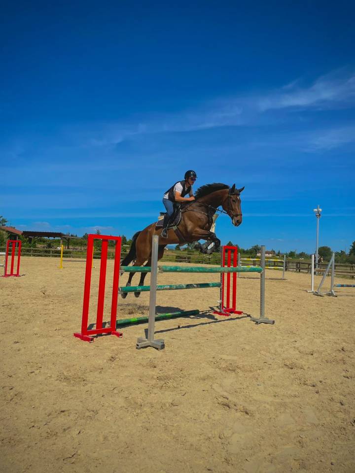 Caballo castrado Silla Franc&eacute;s En venta 2017 Bayo