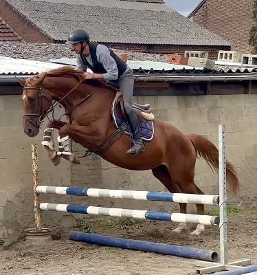 Yegua KWPN Caballo de Deporte Neerland&eacute;s En venta 2022 Alaz&aacute;n