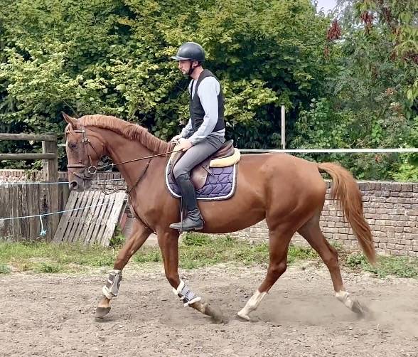 Yegua KWPN Caballo de Deporte Neerland&eacute;s En venta 2022 Alaz&aacute;n