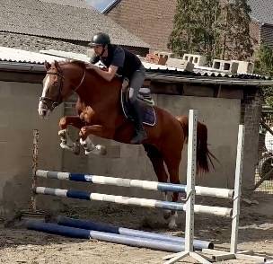 Caballo castrado BWP Caballo de Sangre Belga En venta 2019 Alaz&aacute;n