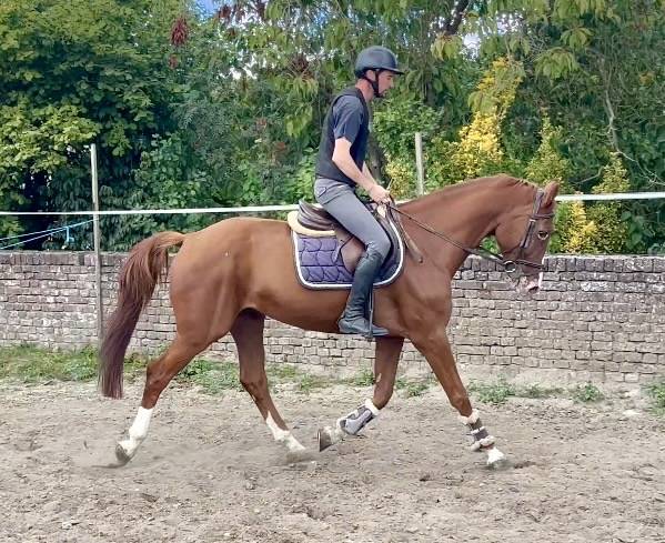 Caballo castrado BWP Caballo de Sangre Belga En venta 2019 Alaz&aacute;n