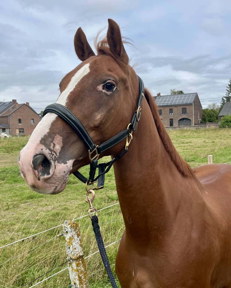 Caballo castrado BWP Caballo de Sangre Belga En venta 2019 Alaz&aacute;n