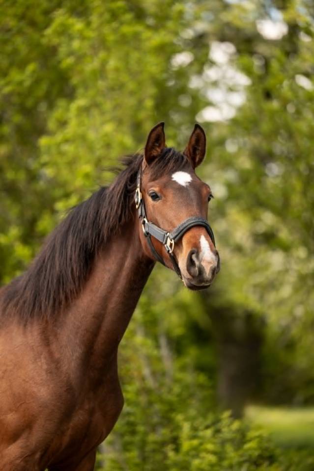 Yegua sBs Caballo de Deporte Belga En venta 2025 Bayo moreno