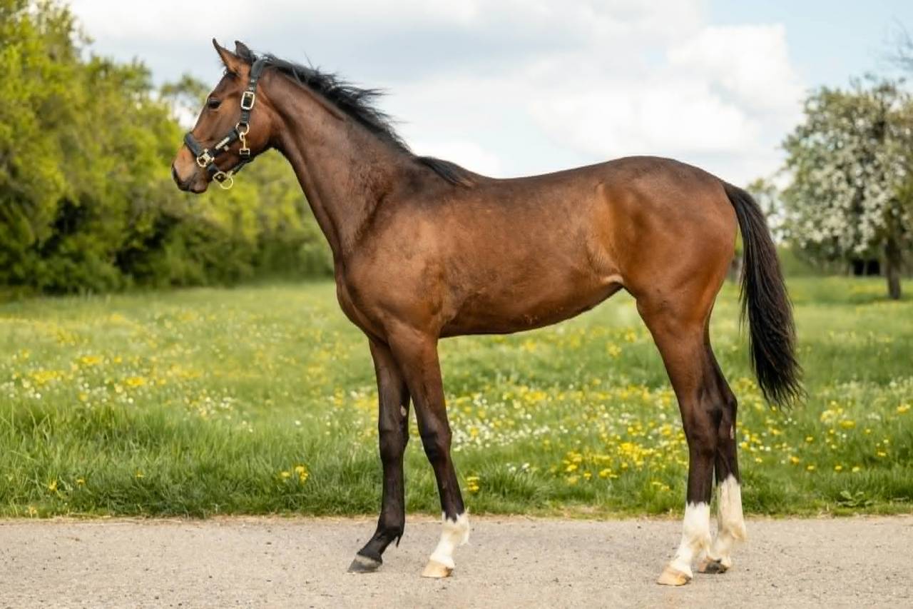 Yegua sBs Caballo de Deporte Belga En venta 2025 Bayo moreno