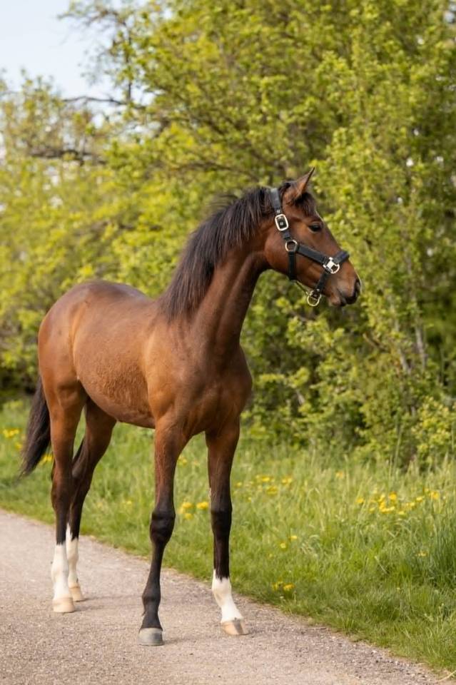 Yegua sBs Caballo de Deporte Belga En venta 2025 Bayo moreno