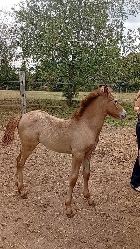 Semental Camargue En venta 2026 Tordo