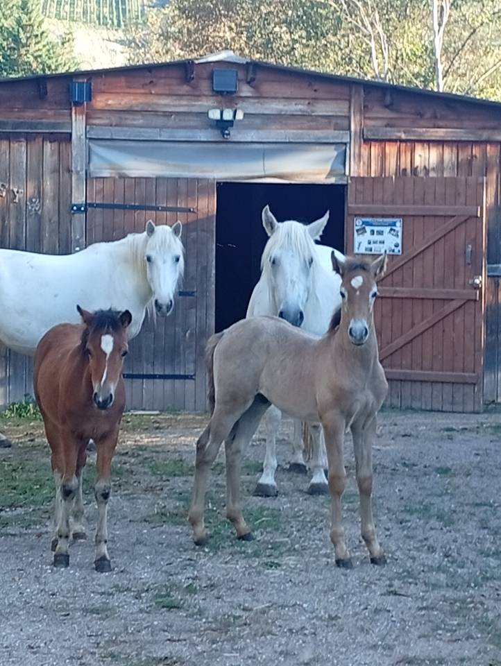 Semental Camargue En venta 2026 Tordo