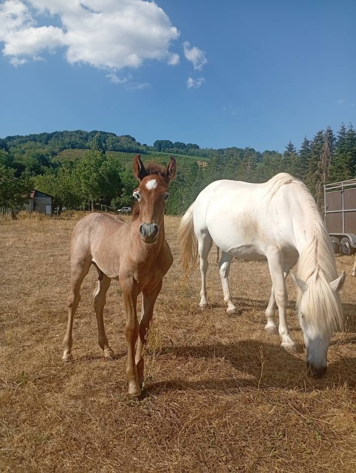 Semental Camargue En venta 2026 Tordo