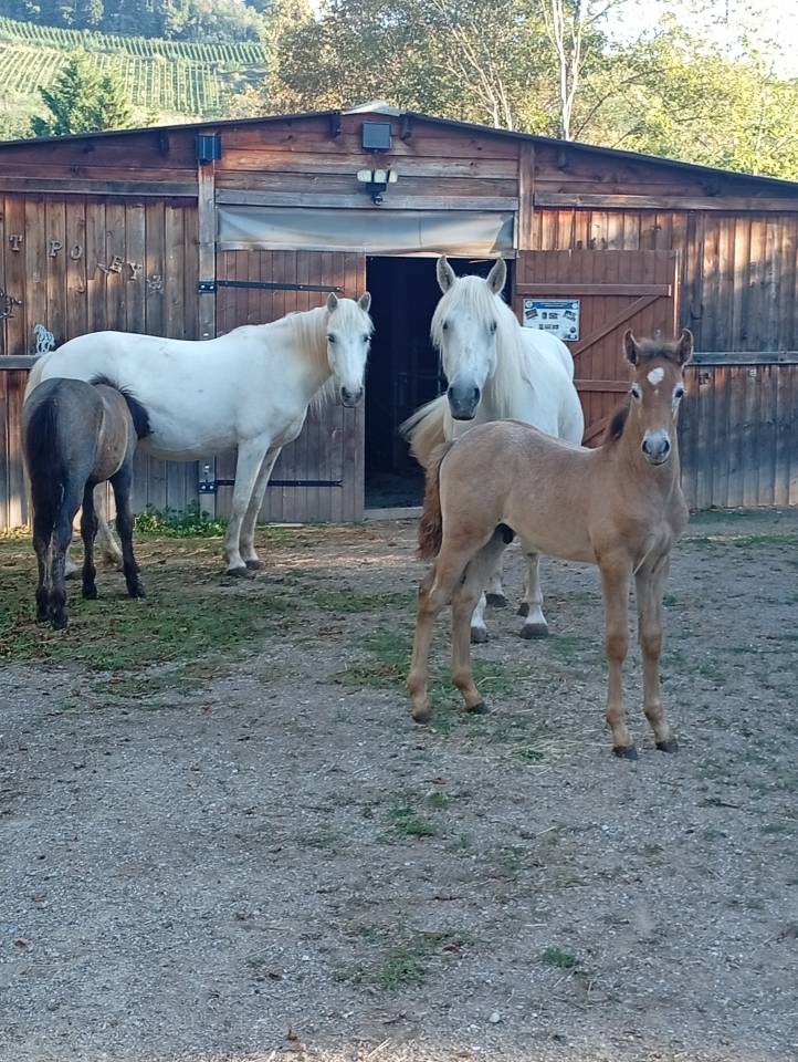 Semental Camargue En venta 2026 Tordo