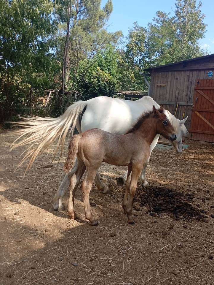 Semental Camargue En venta 2026 Tordo