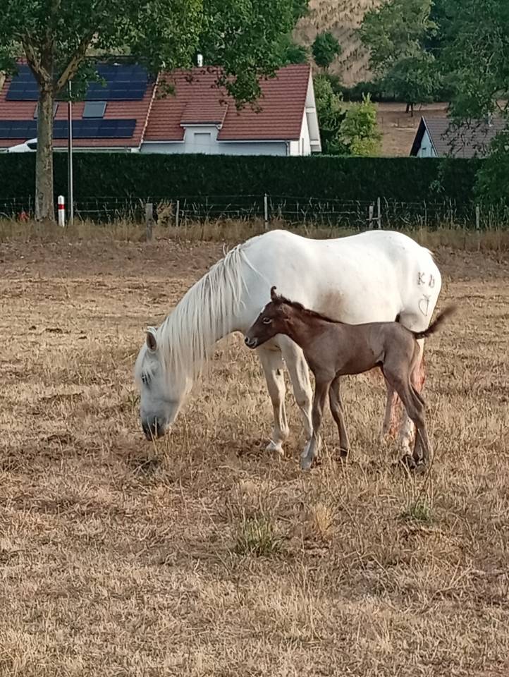 Semental Camargue En venta 2026 Tordo