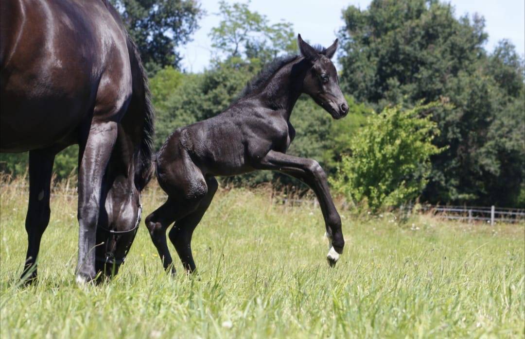 Potranca CDF - Caballo de doma francesa En venta 2026 Negro